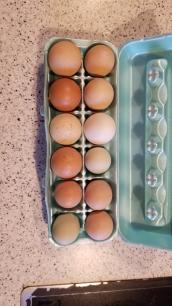 Farm Fresh Eggs 2024-12-28