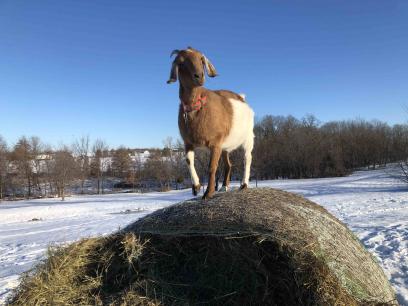 Hiawatha Queen of the Hill  2024-01-16