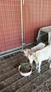 We Got Goats Again... 2024-10-05