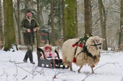 Sheep Christmas Sleigh Ride